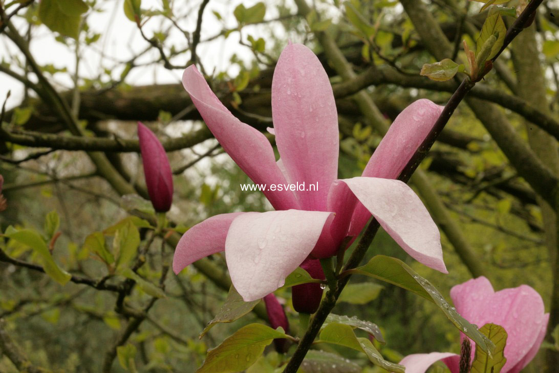 Magnolia 'Spectrum'