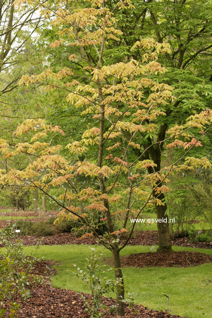 Aesculus neglecta 'Erythroblastos'