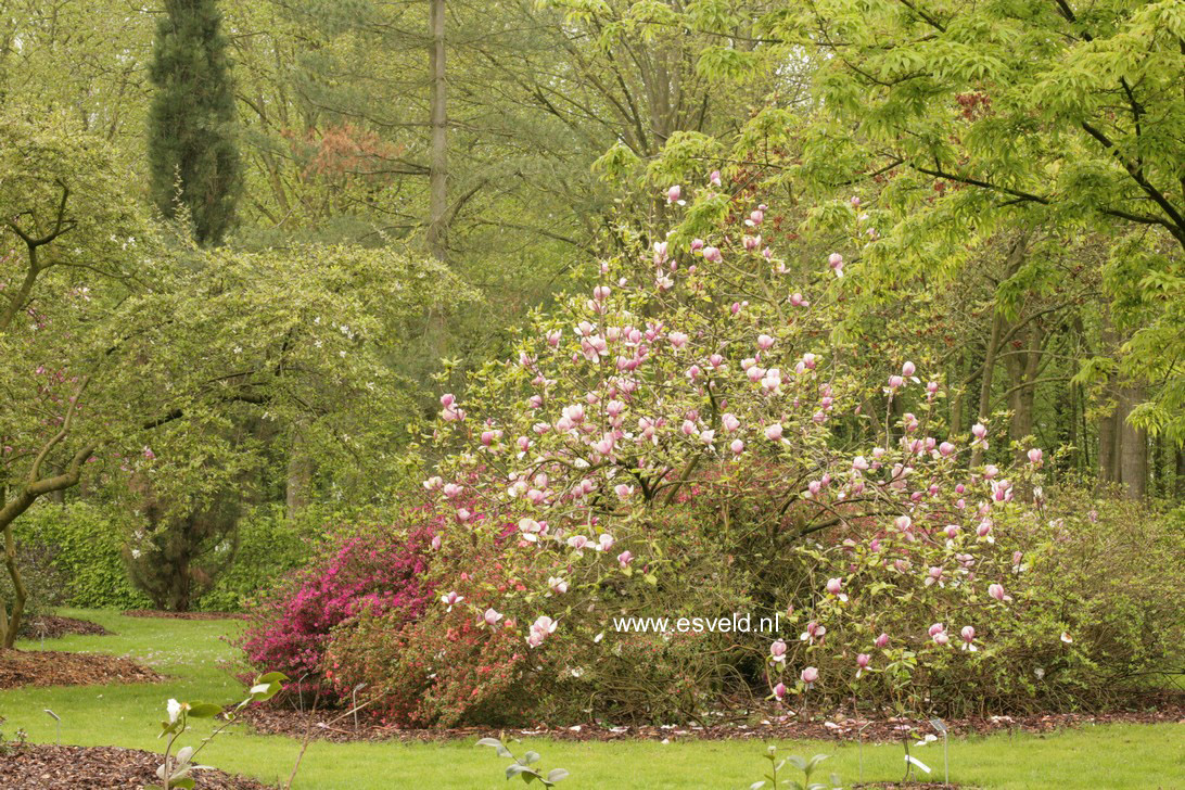 Magnolia soulangeana 'Lennei'