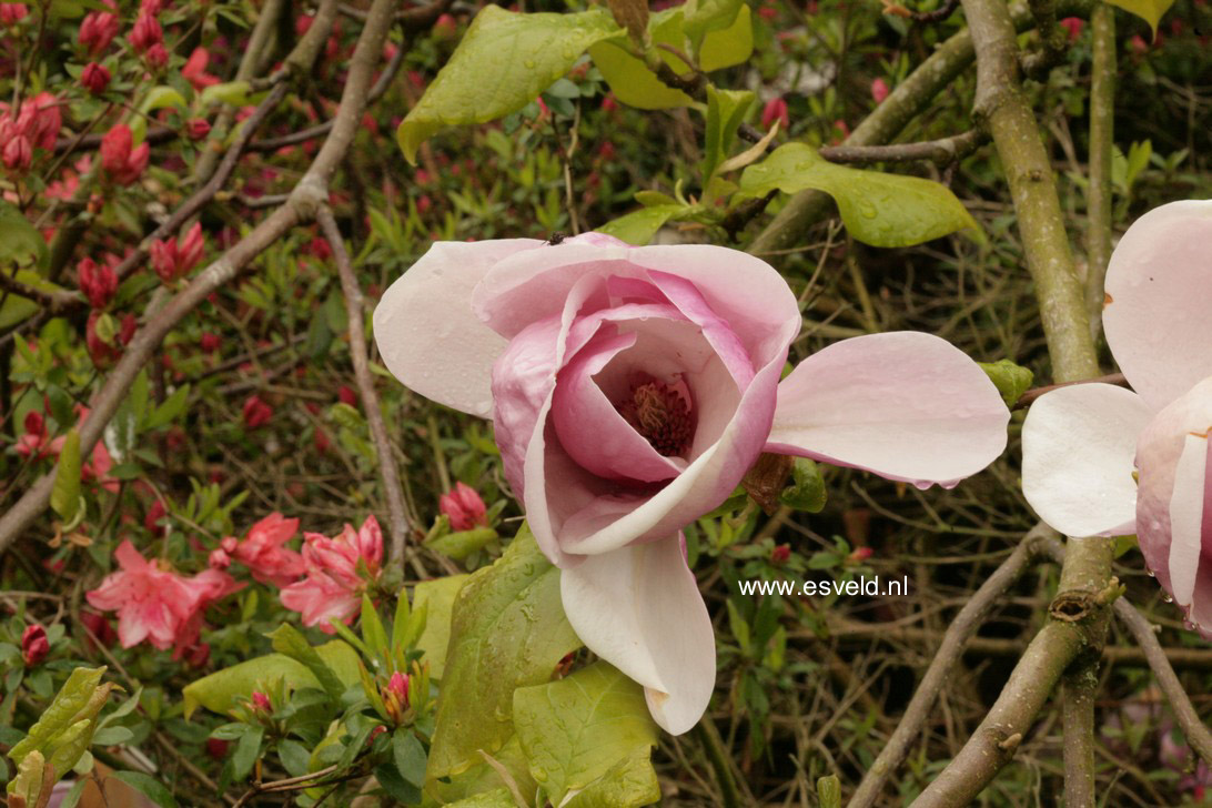 Magnolia soulangeana 'Lennei'