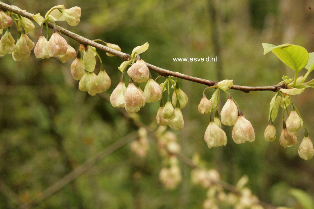 Halesia monticola