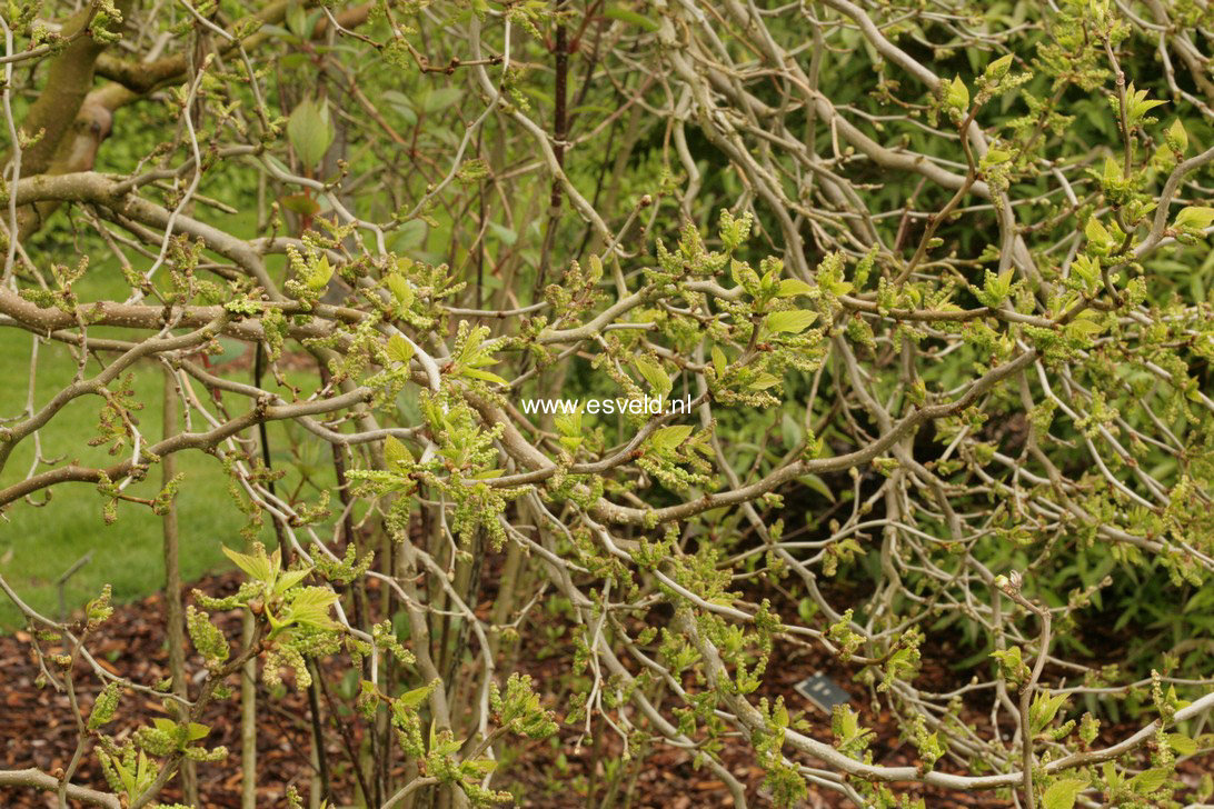 Morus latifolia 'Spirata'