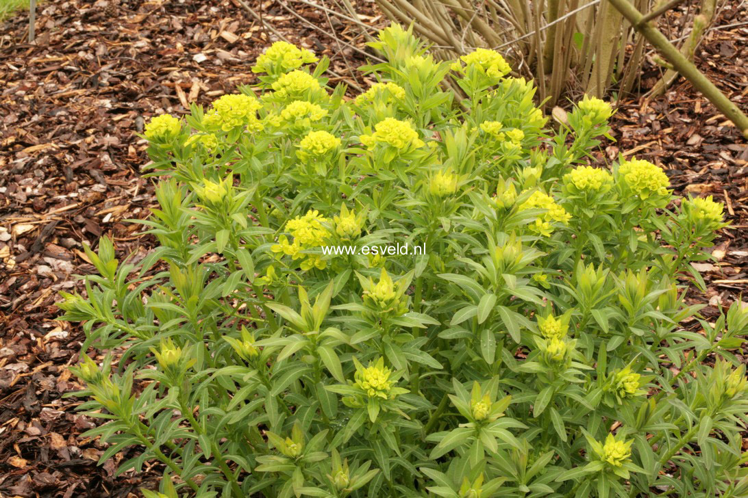 Euphorbia palustris 'Walenburg's Glorie'