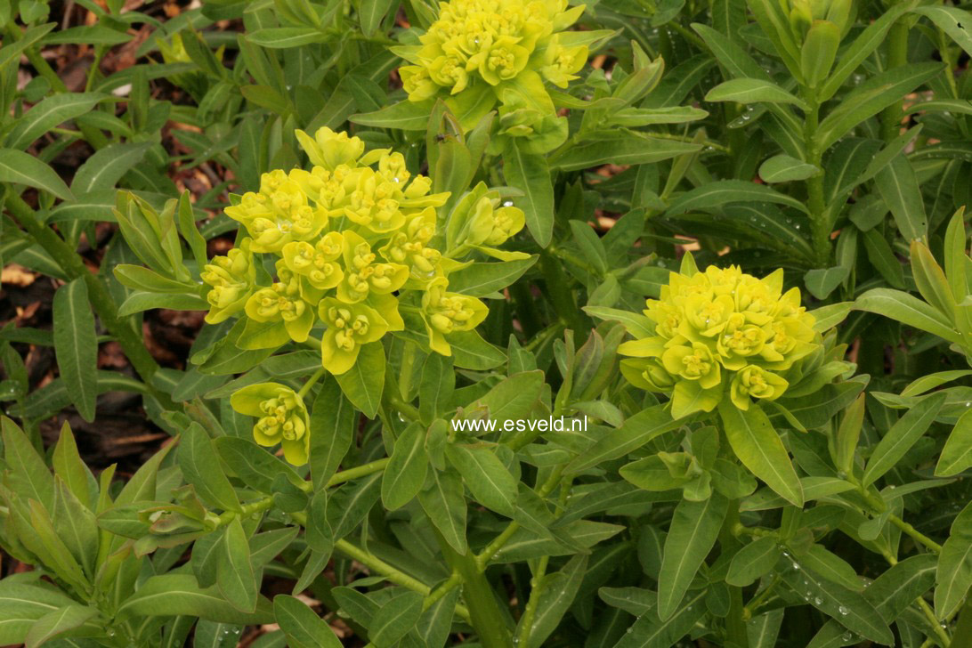 Euphorbia palustris 'Walenburg's Glorie'