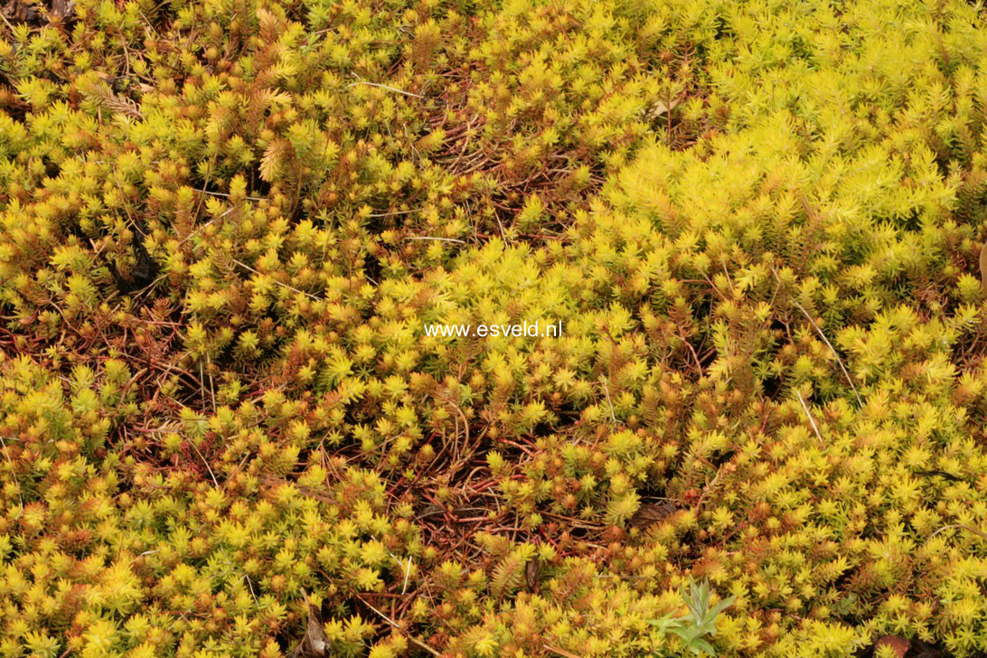 Sedum reflexum 'Angelina'