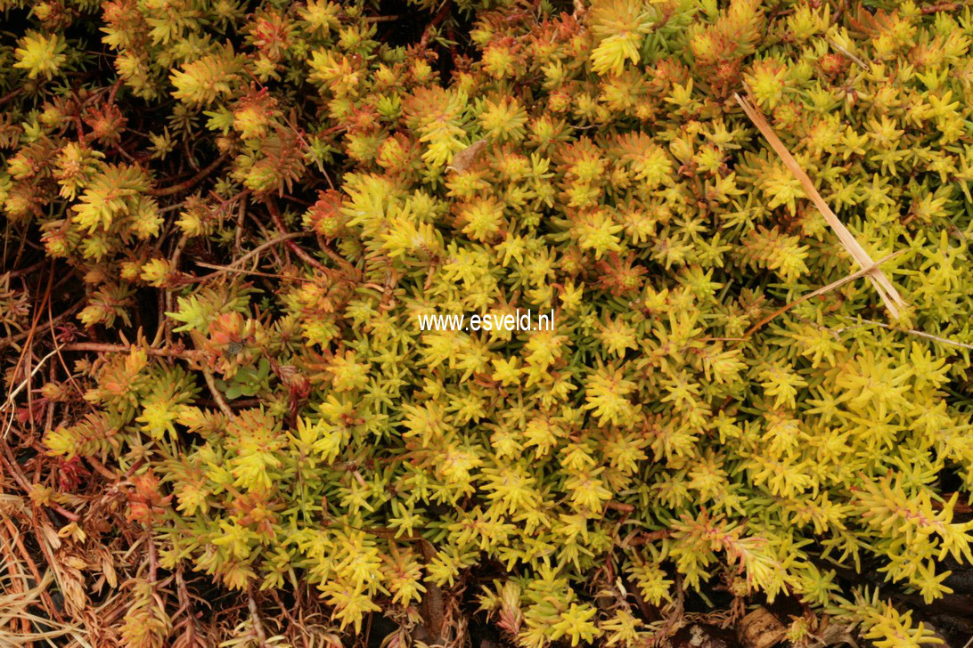 Sedum reflexum 'Angelina'