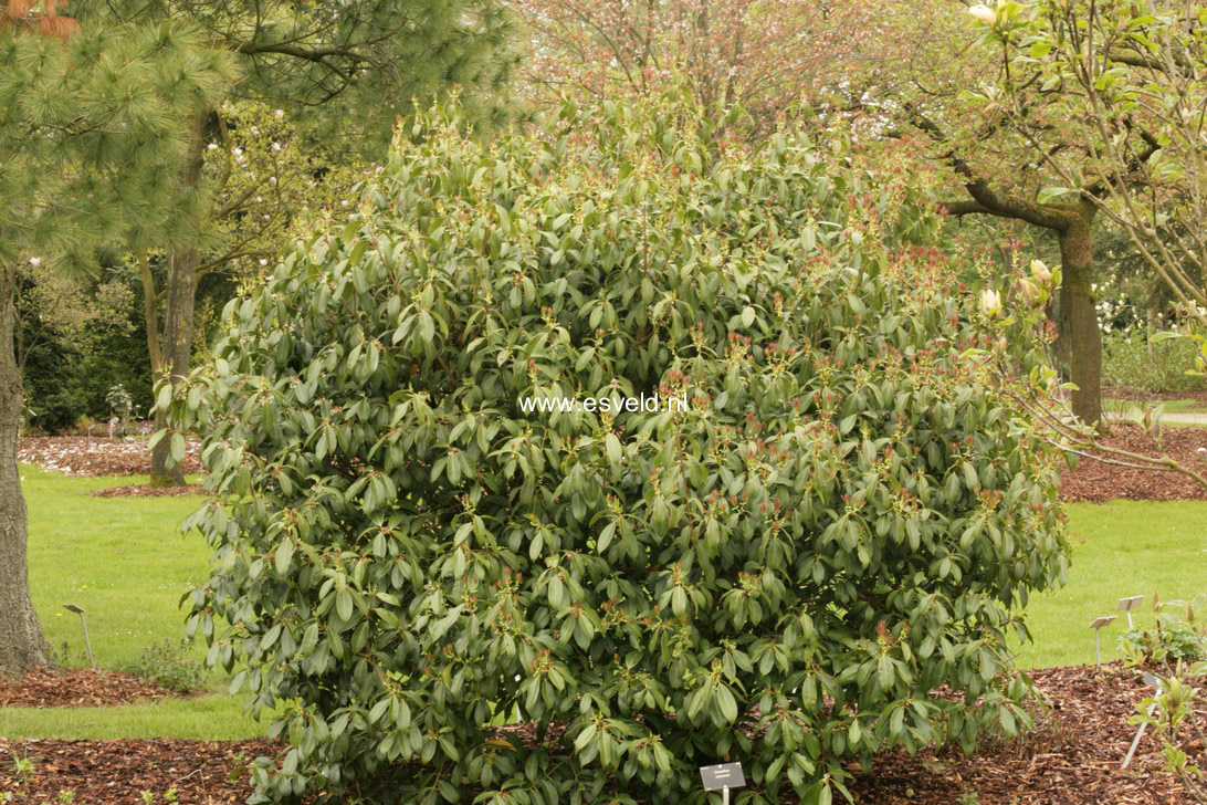 Osmanthus omeiensis