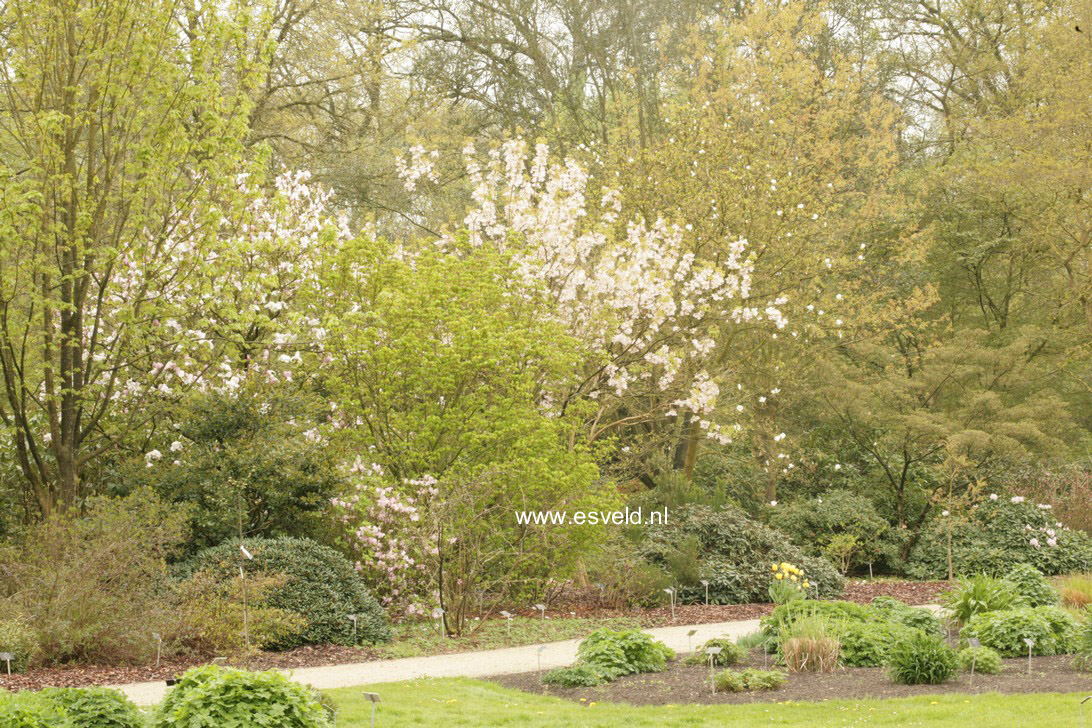 Staphylea holocarpa 'Rosea'