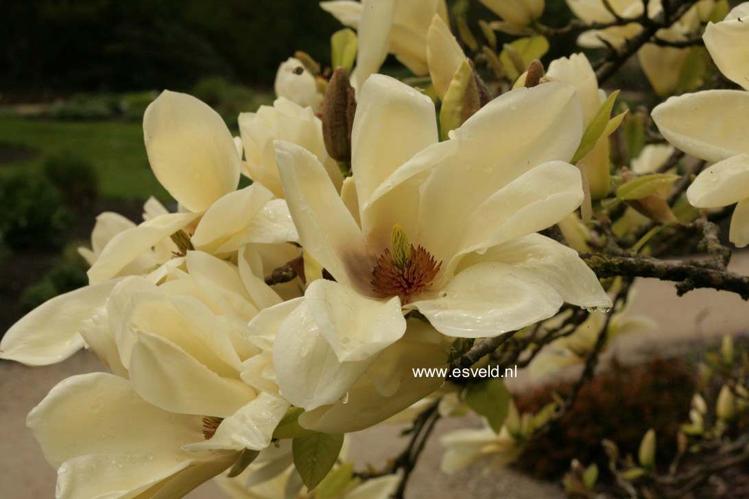 Magnolia 'Elizabeth'