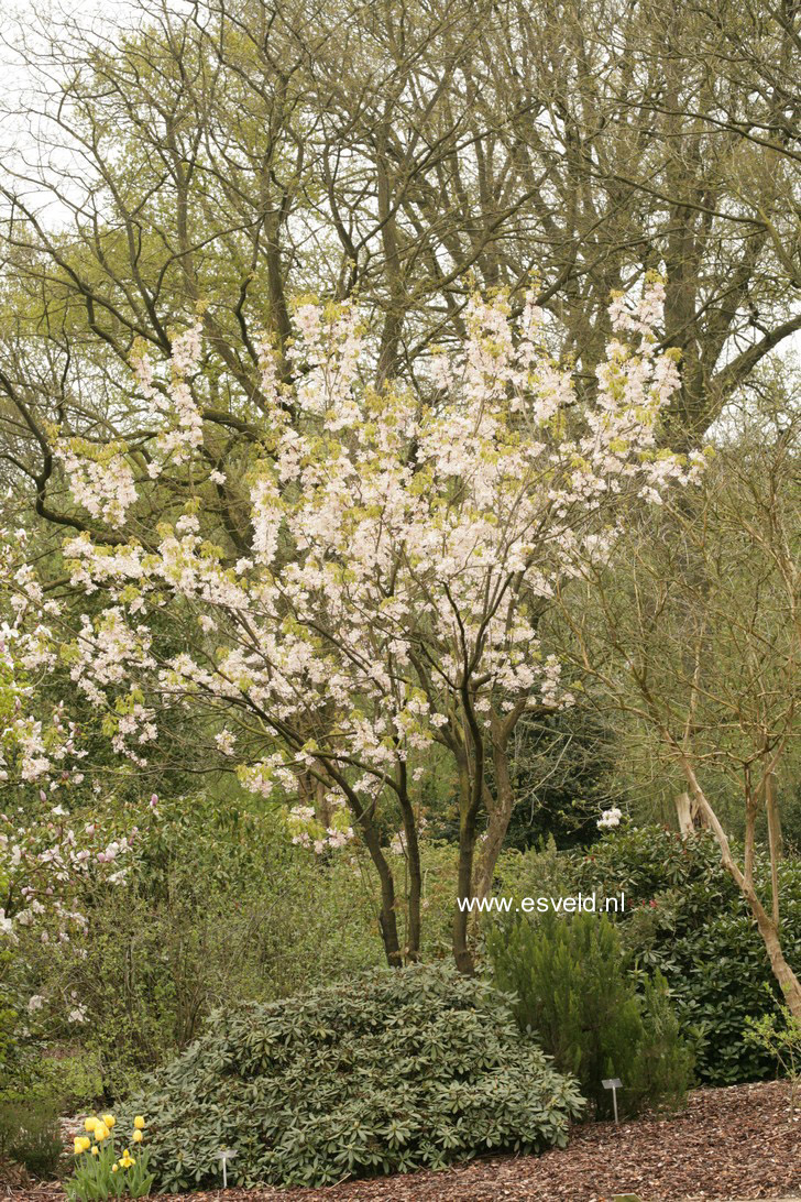 Staphylea holocarpa 'Rosea'