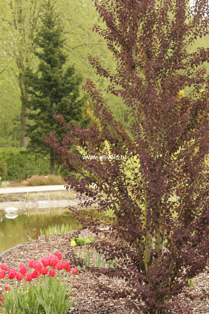 Cercidiphyllum japonicum 'Rotfuchs'