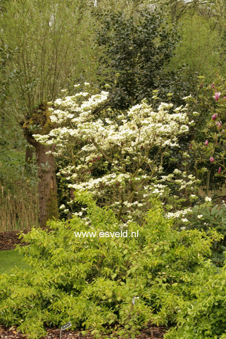 Cornus florida 'White Cloud'