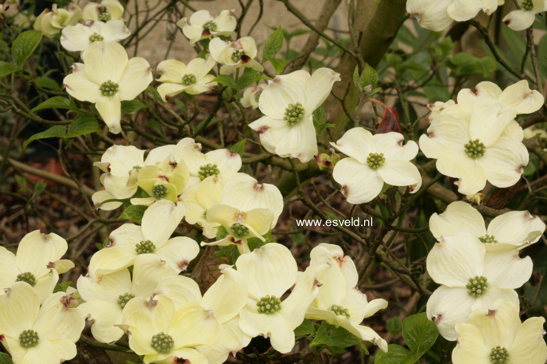 Cornus florida 'White Cloud'