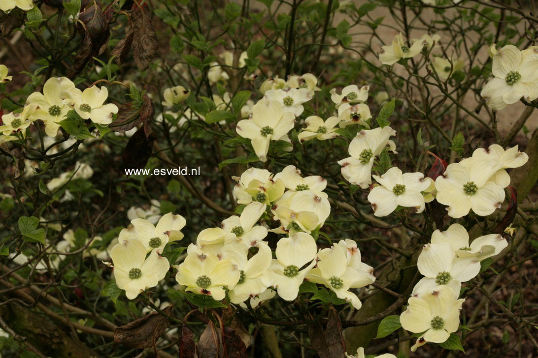 Cornus florida 'White Cloud'