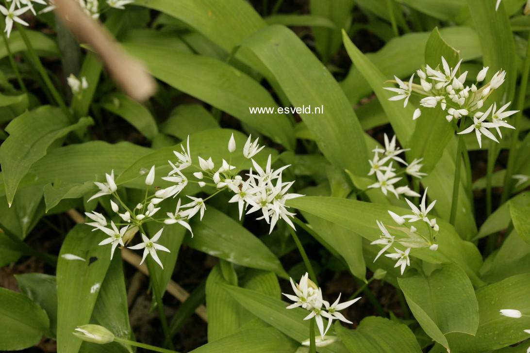 Allium ursinum