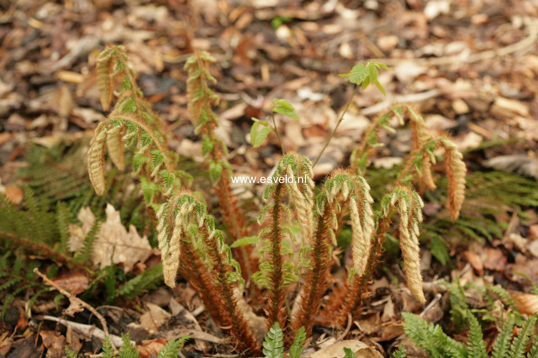 Polystichum polyblepharum