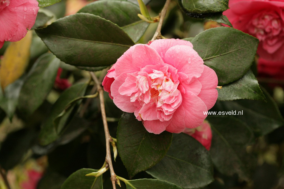 Camellia japonica 'R.L. Wheeler'