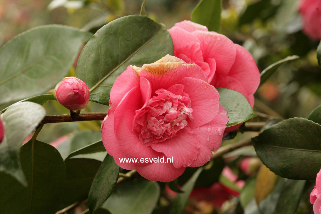 Camellia japonica 'R.L. Wheeler'