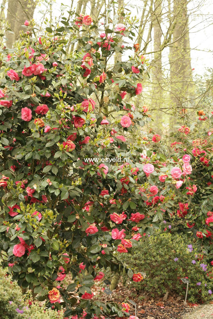 Camellia japonica 'R.L. Wheeler'