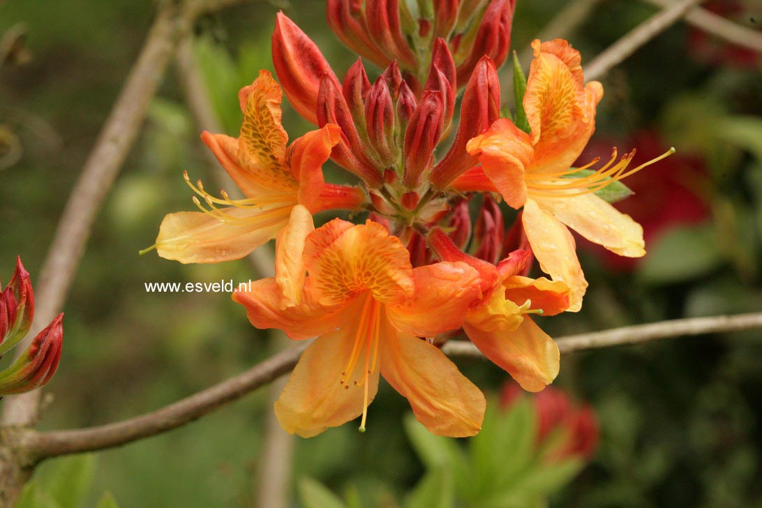 Azalea 'Christopher Wren'