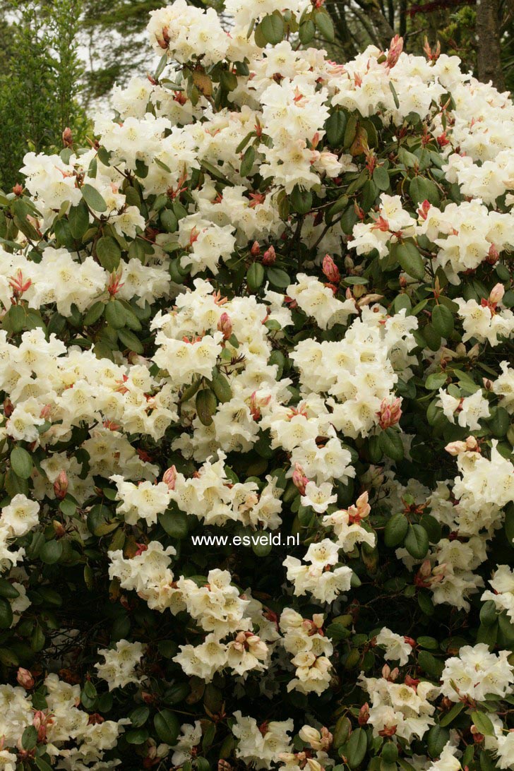 Rhododendron 'Elfenbein'