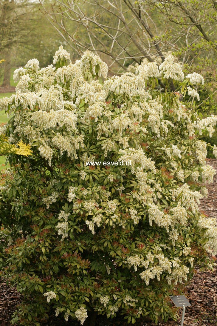 Pieris japonica 'White Caps'