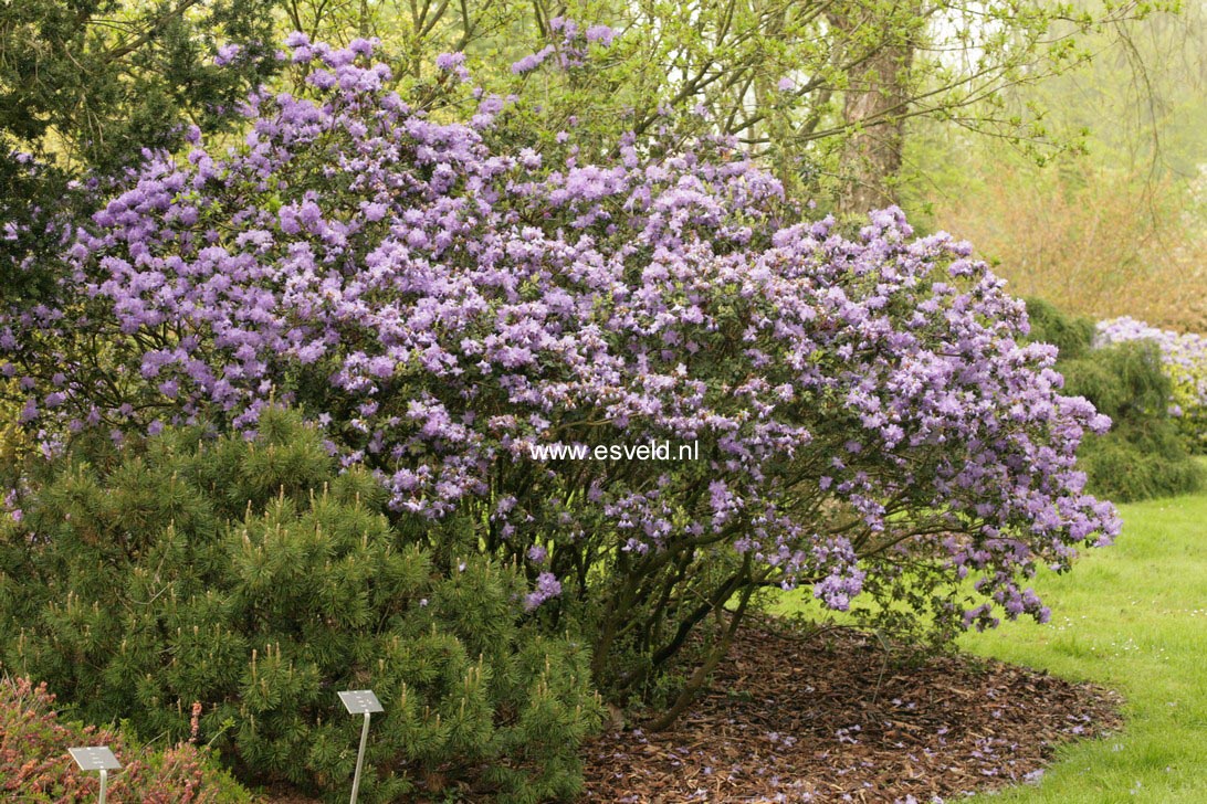 Rhododendron 'Blue Diamond'