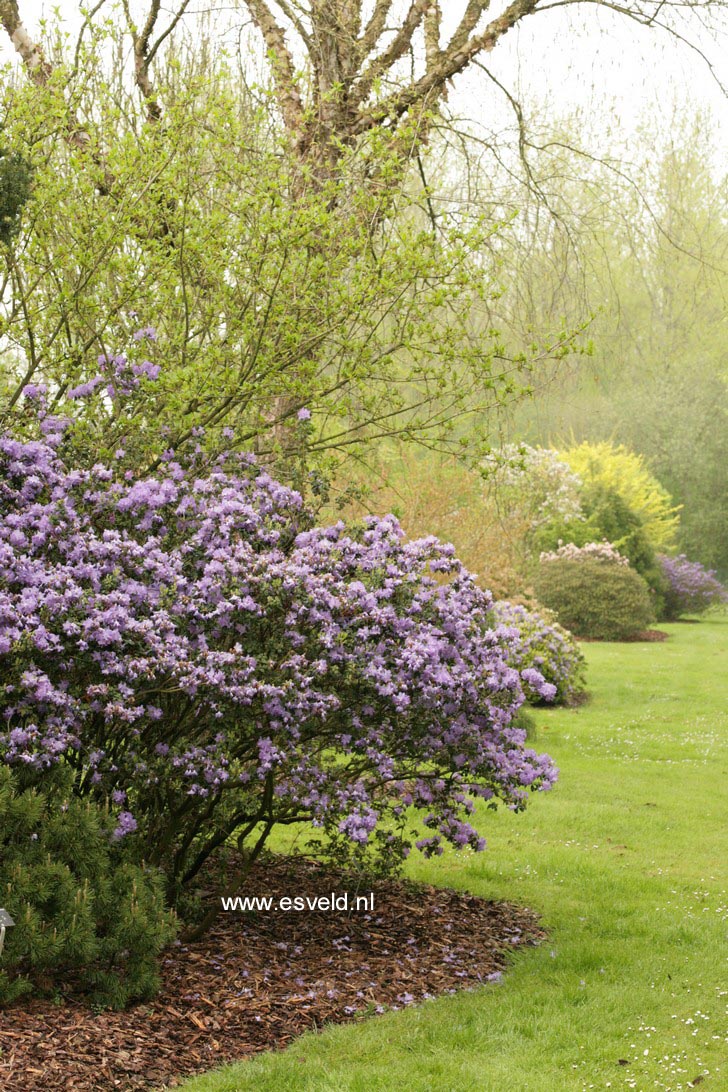 Rhododendron 'Blue Diamond'