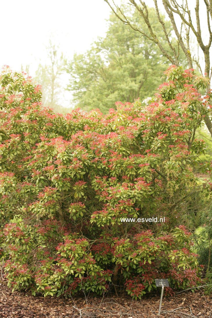 Pieris japonica 'Mountain Fire'