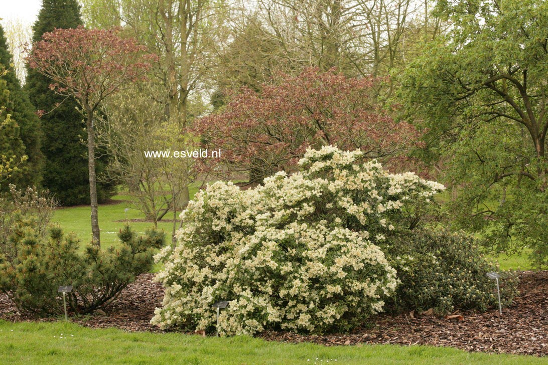 Pieris japonica 'Purity'