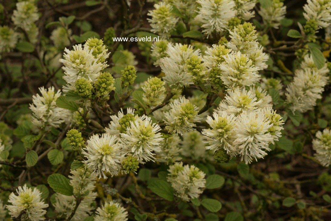 Fothergilla major