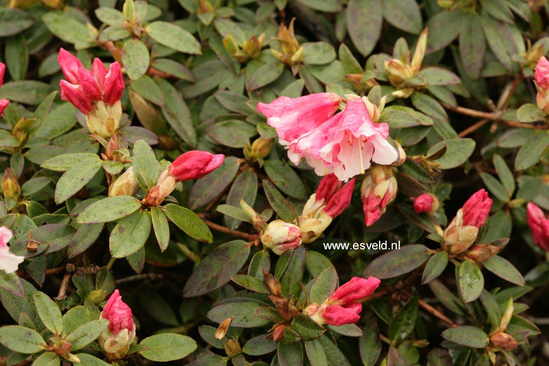 Rhododendron 'Wee Bee'