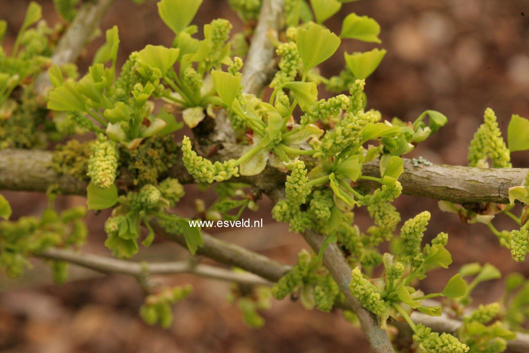 Ginkgo biloba 'Saratoga'