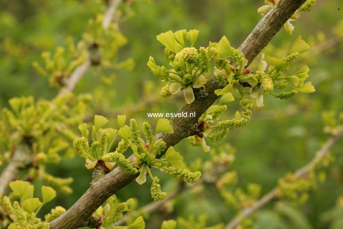 Ginkgo biloba 'Saratoga'