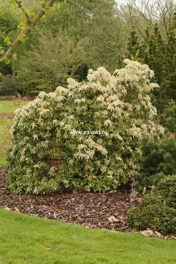 Pieris japonica