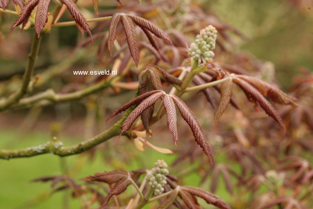 Aesculus pavia 'Humilis'