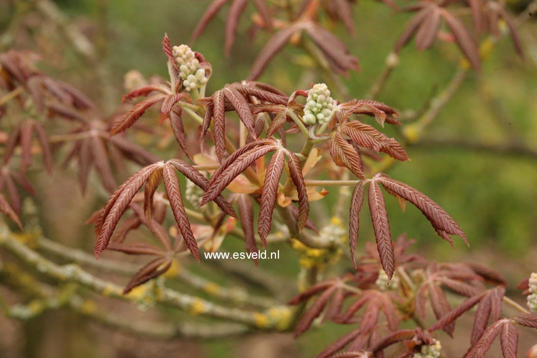 Aesculus pavia 'Humilis'