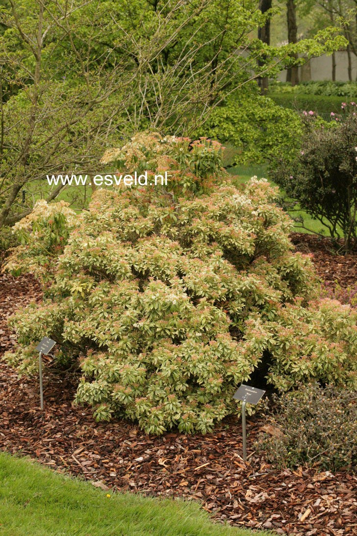 Pieris japonica 'Variegata'