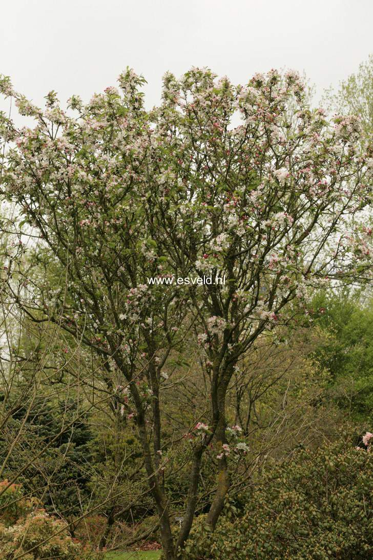 Malus 'Courtabri' (POM ZAI)