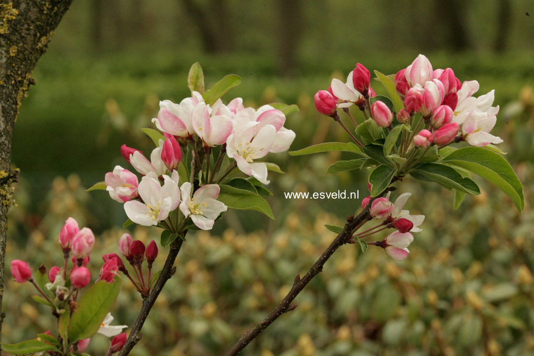 Malus 'Courtabri' (POM ZAI)