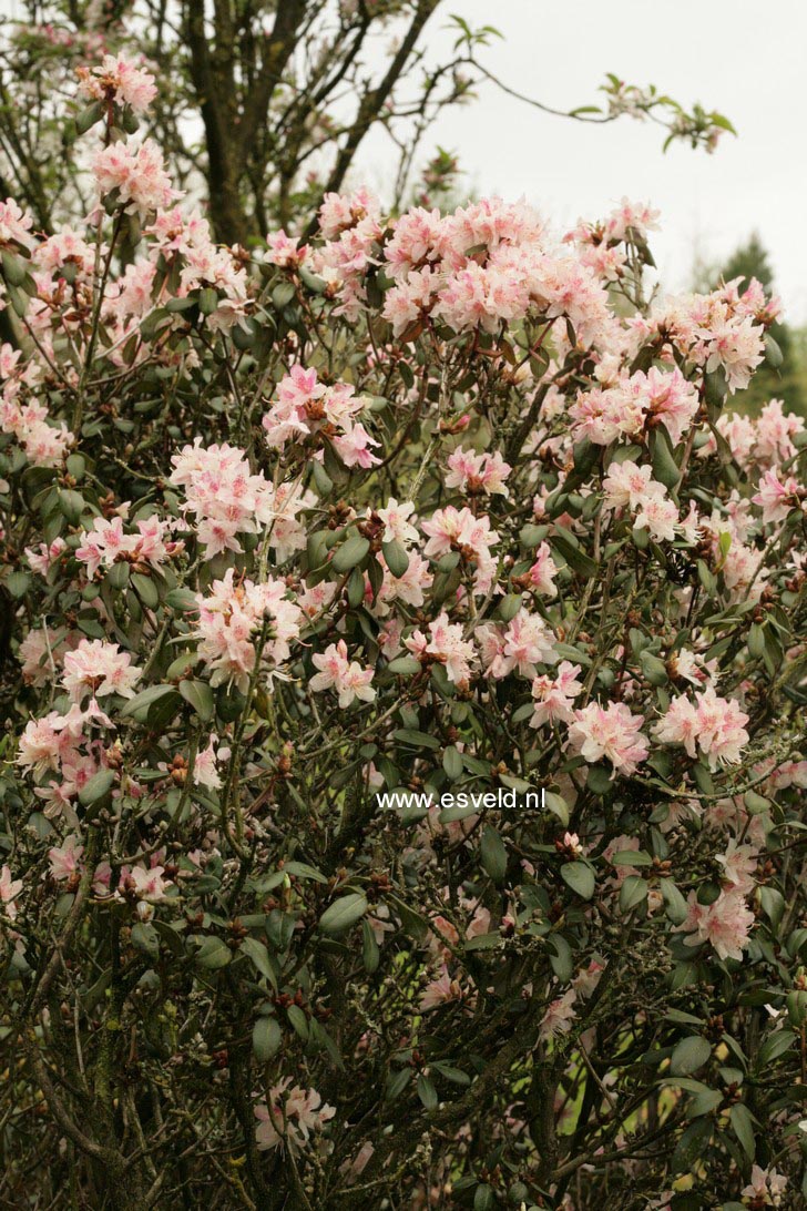 Rhododendron racemosum 'Apricot Beauty'