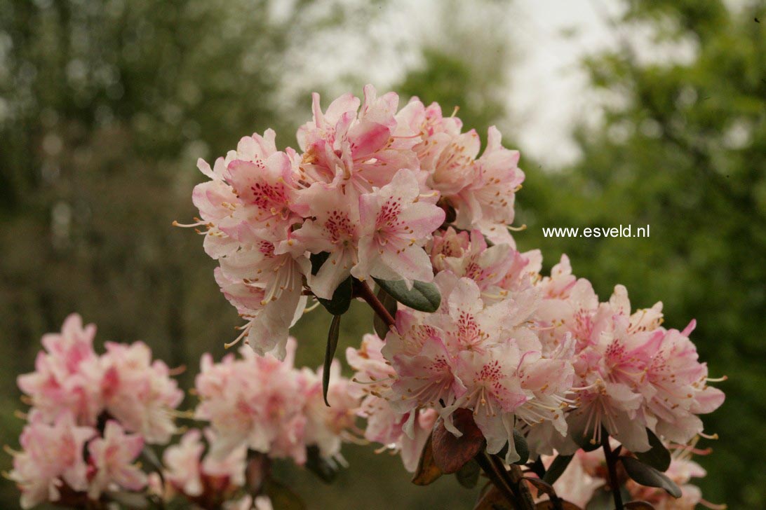 Rhododendron racemosum 'Apricot Beauty'