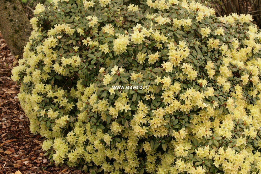 Rhododendron 'Princess Anne'