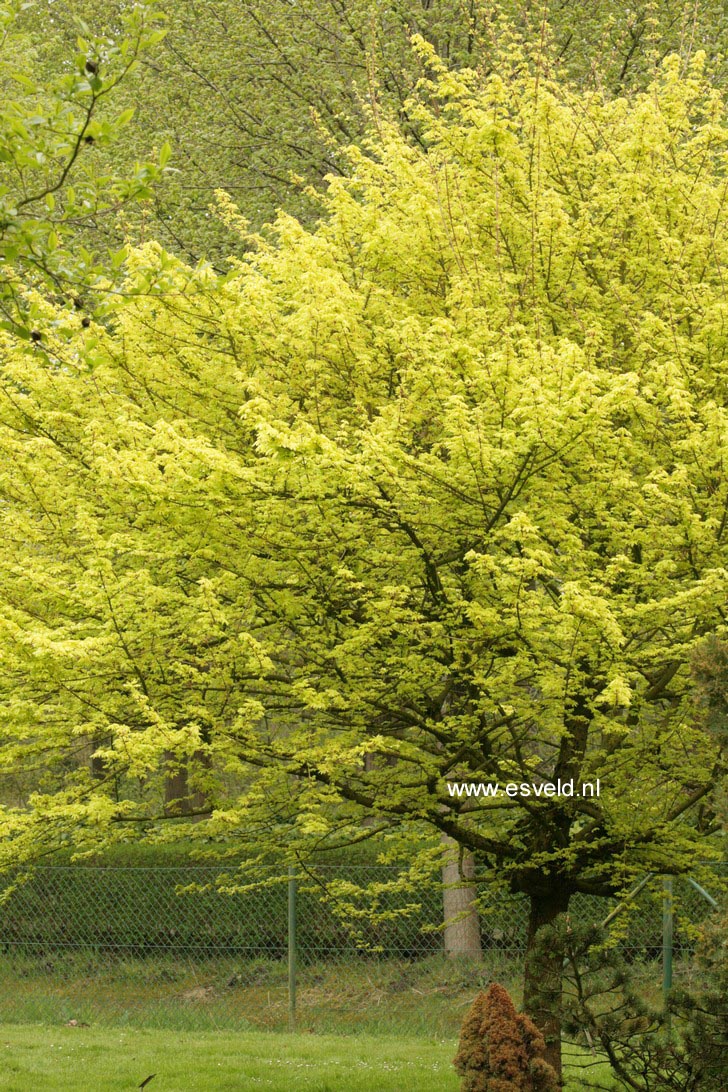 Acer campestre 'Postelense'