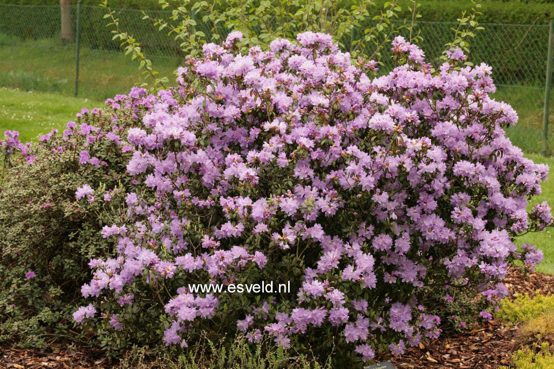 Rhododendron 'Blue Tit Magor'