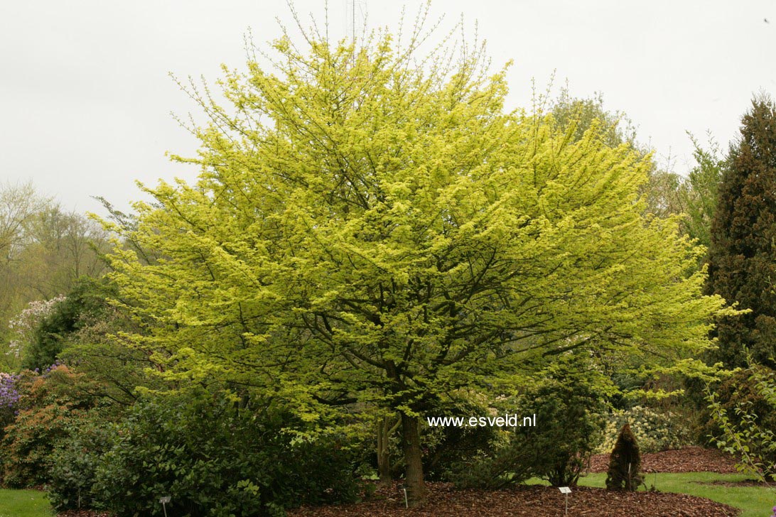 Acer campestre 'Postelense'