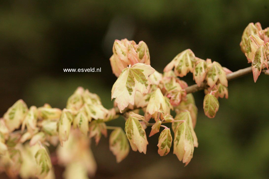 Acer campestre 'Carnival'