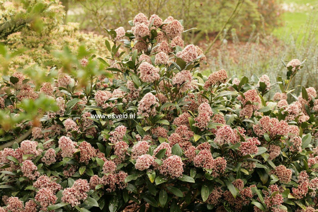 Skimmia japonica 'Rubella'