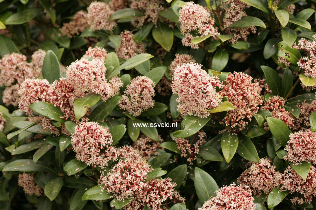 Skimmia japonica 'Rubella'