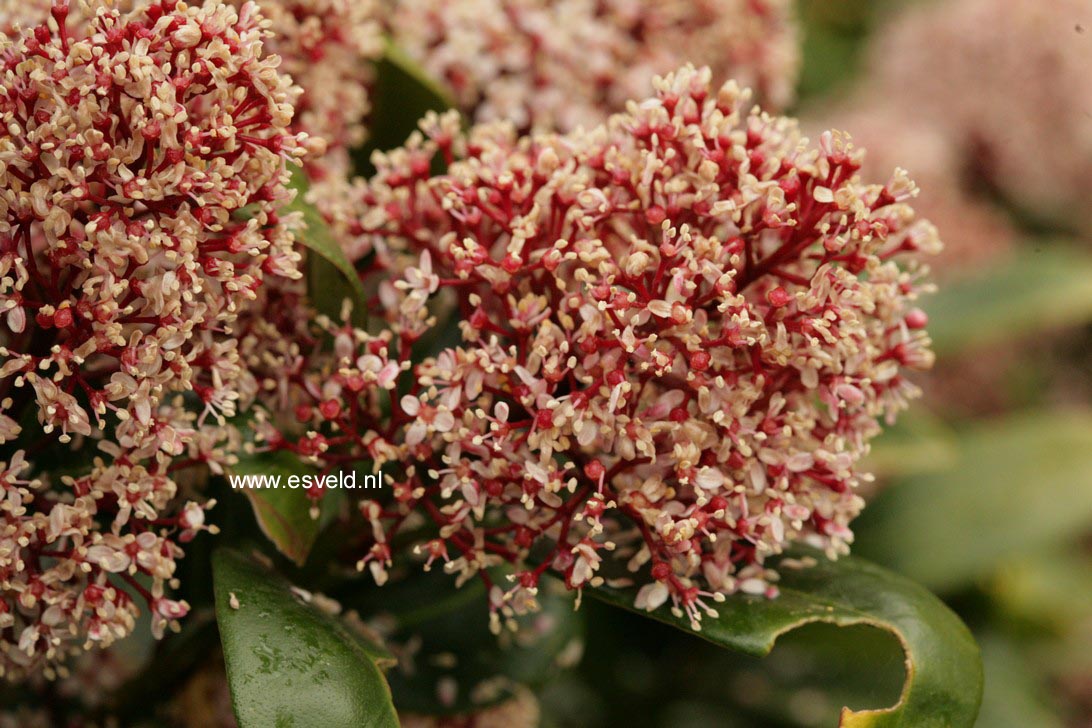 Skimmia japonica 'Rubella'